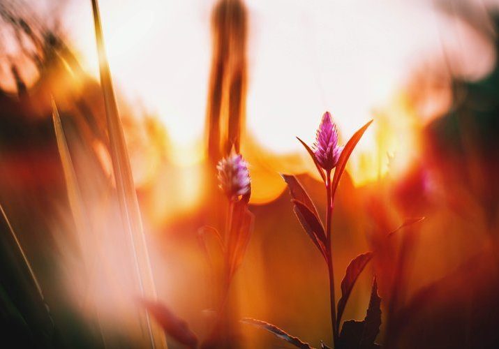 For Youth Athletes | MILIKA Center Therapy & Resilience | Encino CA